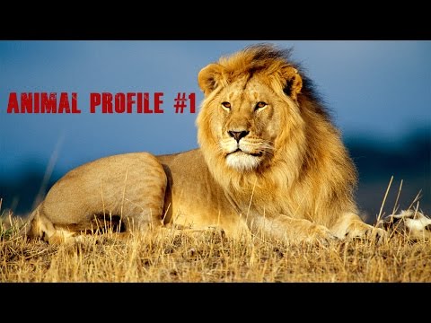 African Lion - Animal Profile