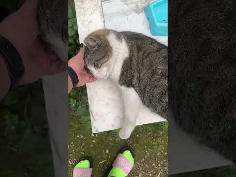 ✨“After a year, I finally saw my little friend again 🐾❤️”