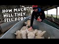 The most expensive lambs we’ve ever sold!