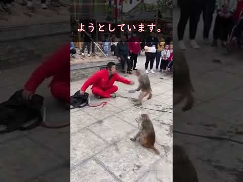 ニグラカニクイザル