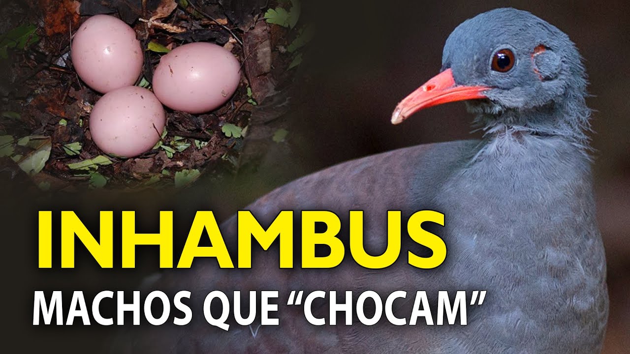 INHAMBUS não cuidam dos filhotes? ORNITÓLOGO RESPONDE #15