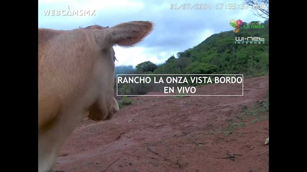 Live webcam view of Rancho La Onza Wildlife Hillside Cam