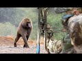 صيد قردة البابون 🐒بإستخدام القوس والسهم. Baboon  Monkey hunting using arrow and bow|