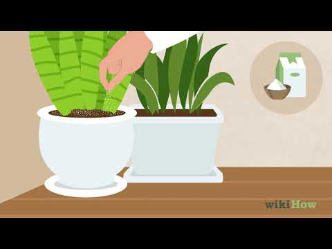 How to Remove Ants from Potted Plants