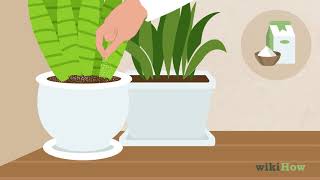 How to Remove Ants from Potted Plants