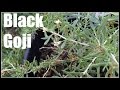 Black Goji / Black Wolfberry (Lycium ruthenicum) Plant Profile - Ninja Gardening - Episode 23