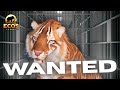 LA BREA'S MOST WANTED | ECOS TROLLING EP. 3