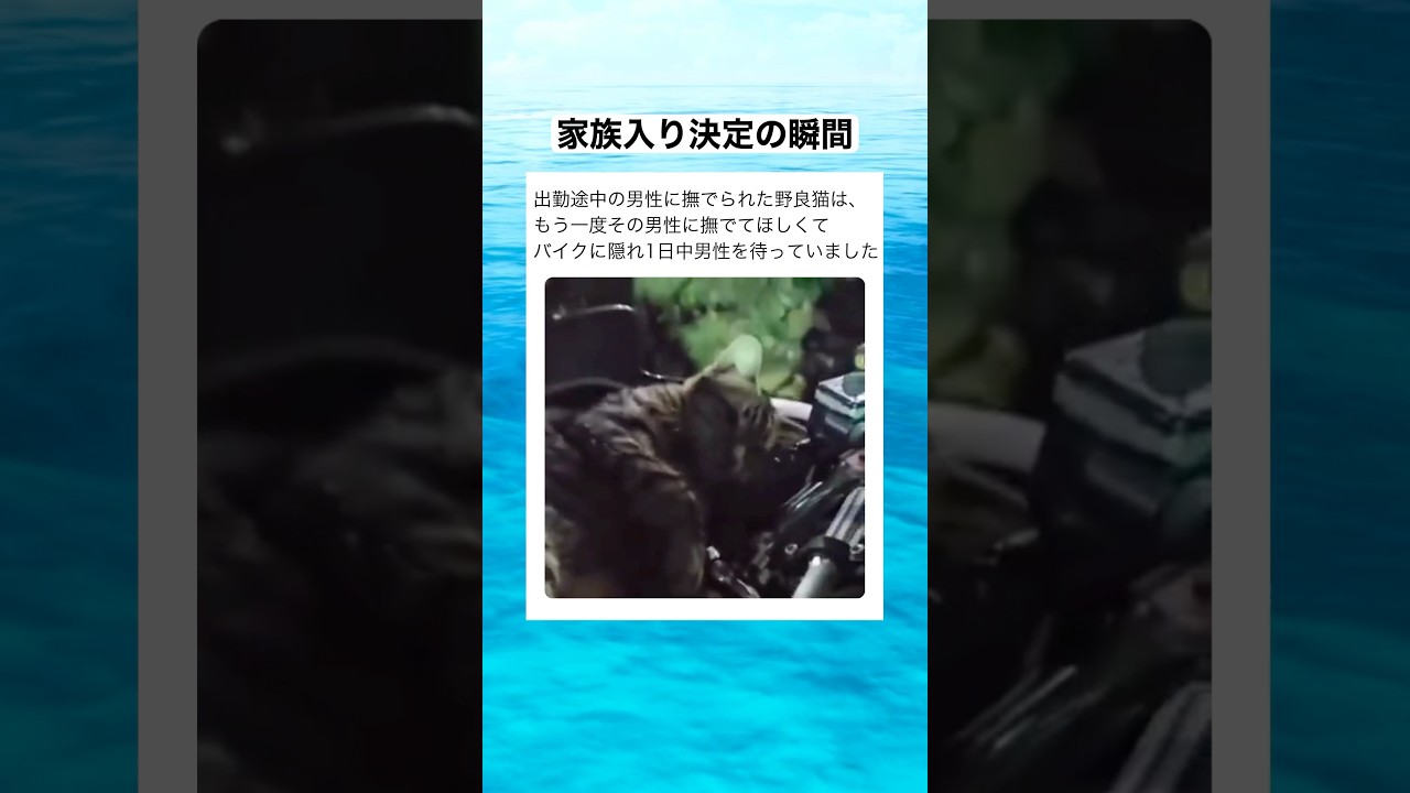 見知らぬ男性に撫でてもらった温もりが忘れられず、もう一度撫でてほしかった猫ちゃん　#shorts #動物 #おすすめ