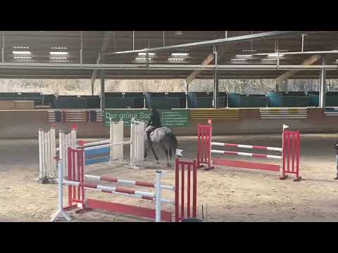 MSG Chapeau 7 j Holsteiner Wallach Cellestial x Caretino