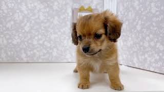 ハーフ犬の動画01
