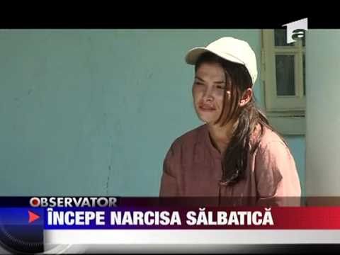 Incepe Narcisa salbatica