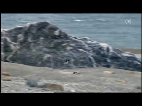 bad bird take offs and landings