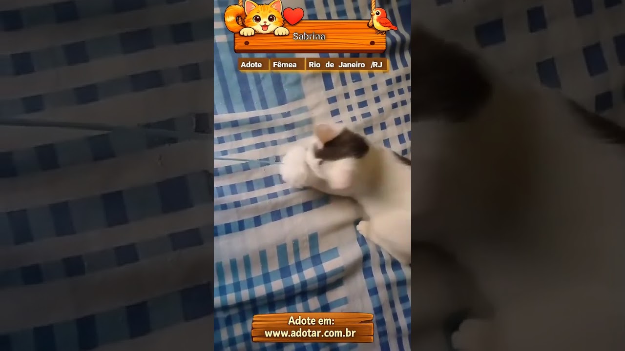 Gato raça SRD-ViraLata idade 2 a 6 meses nome Sabrina