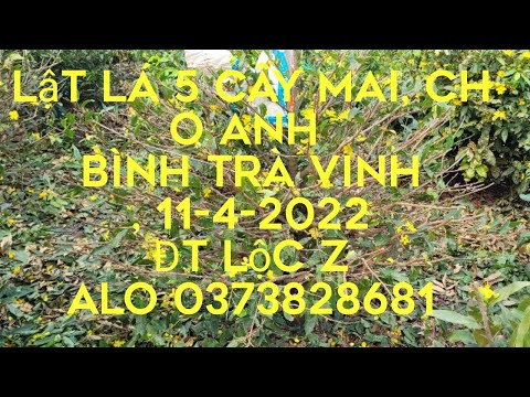 lật lá 4 cây mai víp_ cho anh bình trà vinh_ 11-4-2022 #100 #đt lộc zalo 0373828681_ 1 cây phôi