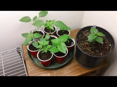 Pepper Joe 3rd update - Hydroponic vs Soil comparison