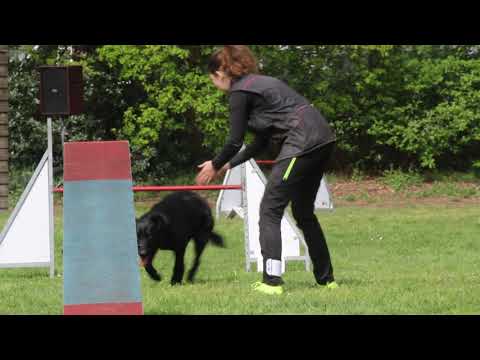 Agility KG Sirius VP 2 graad 1 Kalinda van Doremalen Macy vom Djipy's Haus