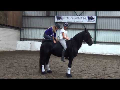 Stal Okkema's Liuwe Beart x Oege stallion of 2011