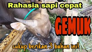Download lagu Rahasia Sapi Cepat Gemuk mp3