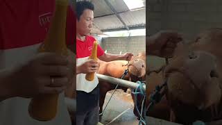 Download lagu jamu penambah nafsu makan sapi #lutfiak #sapisimental #duniarojokoyo #story #sapiqurban #sapijumbo mp3