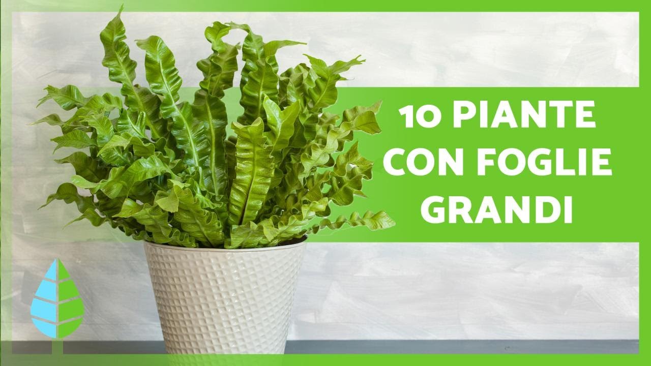 10 PIANTE con FOGLIE GRANDI 🌿 (Da interno e da esterno)