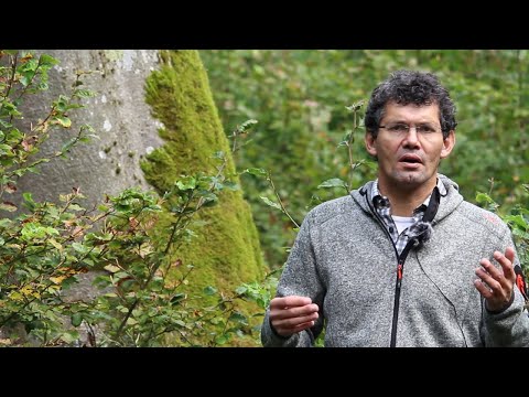 Waldwirtschaften Kompakt - Naturnahes Wirtschaften mit der Buche