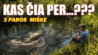 Miško Prūdeliai II: Ar Pavyks Prasimaitinti Likusias 2 Dienas?