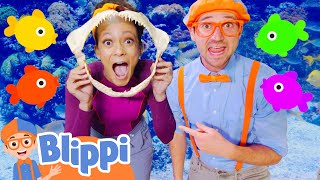 Blippi & Meekah Meet Rainbow Color Fish | Aquarium of The Pacific | Blippi - Learn Colors & Science