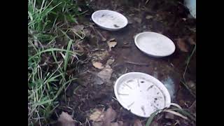 ダルマガエル観察ライブ2025/05/14 16:35～18:35