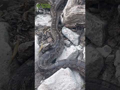 Užovka radzas (Pantherophis emoryi) — Serpiente ratonera v habitate