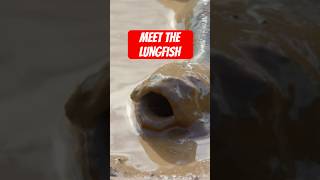 Meet the fish that breathes air. #naturepbs #wildlife #naturedocumentaries #fish #lungfish