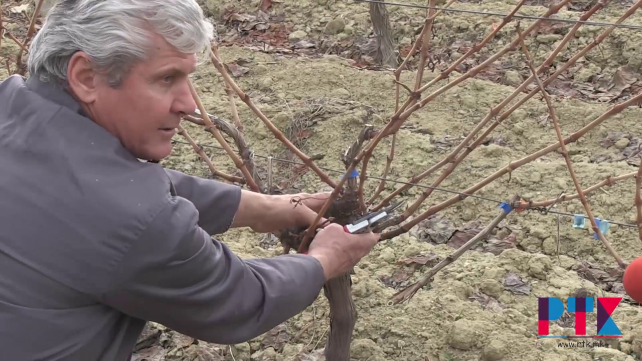 Како се крои лозје ...