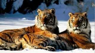 Lisa Gerrard -- The Mesenger