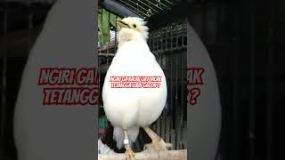 Download lagu Jalak Putih Gacor Dor mp3