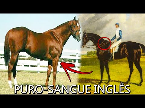 HISTÓRIA DA RAÇA PURO-SANGUE INGLÊS