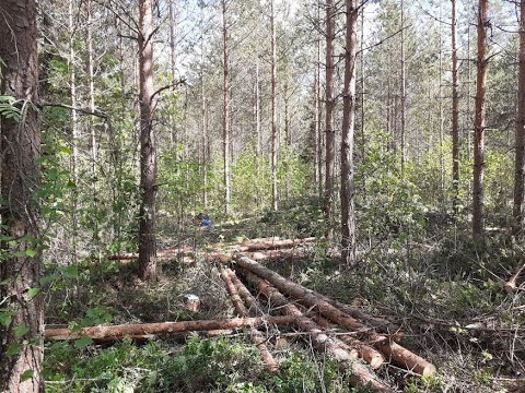 Rehevän kasvupohjan männikön ensiharvennus kesäkorjuuna osa. 1