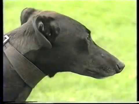 Scurlogue Champ- full DVD