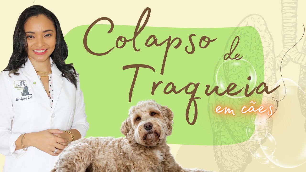 #COLAPSO DE #TRAQUEIA EM CÃES.