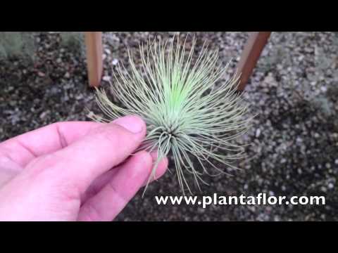 Tillandsia Andreana Medium @ Plantaflor