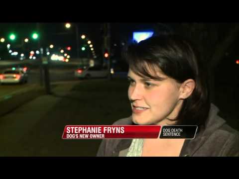 Куче гей, осъдено на смърт, бе спасено