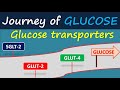 Glucose Transporters Journey Of Glucose