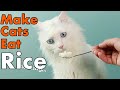 How To Make Cats Eat Rice
