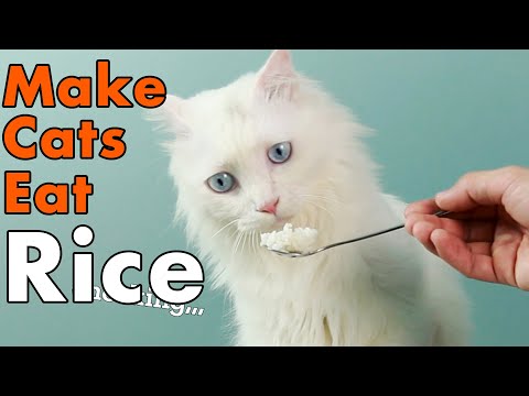 How To Make Cats Eat Rice