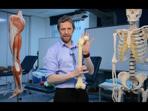 Proximal femur (anatomy)