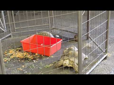 Tortoise for sale at theTopsfield fair (2025)10/07/25