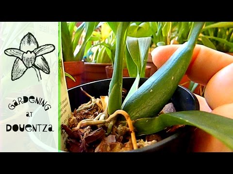 Amateur Care vs Experienced Care Of A Young Orchid - the difference 4 months makes