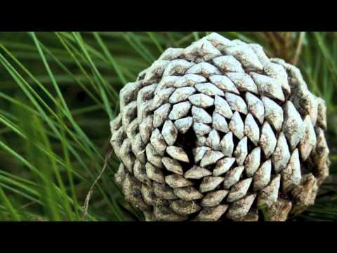 The Fibonacci Sequence and Nature | Creative STAR Learning