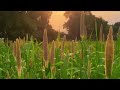 Tamil Nature Video Tamil Nature WhatsApp Status Village Nature