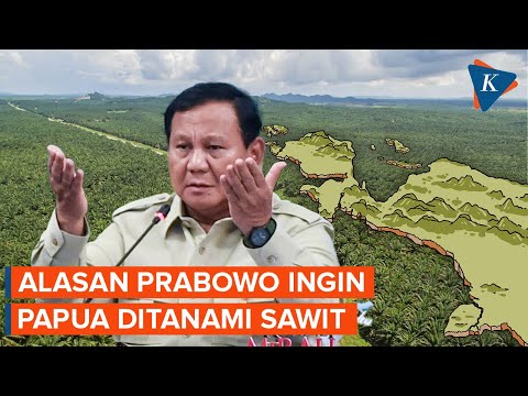 Mengapa Prabowo "Ngotot" Ingin Papua Ditanami Sawit?