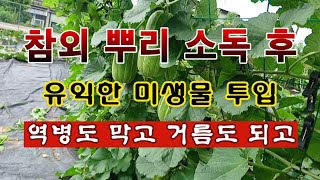 [텃밭농부 2,003]  참외의 역병을 막고 유익한 미생물을 투입 해 주면 건강하게 성장한다. #참외재배