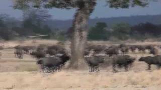 preview picture of video '8 Safari 2009 Mikumi National Park, Tanzania, Prakash Prabhu Devecha - (Divecha)'